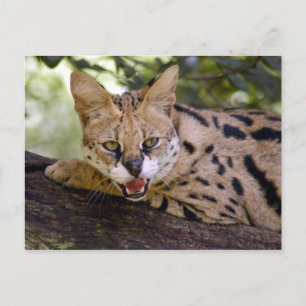 Serval 013 postkarte