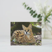 serval 015 postkarte (Stehend Vorderseite)