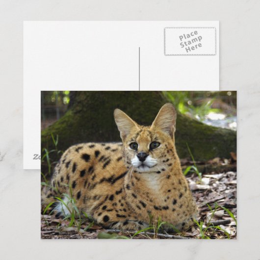 serval 015 postkarte (Vorne/Hinten)