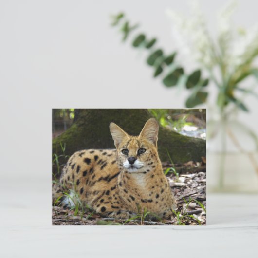 serval 015 postkarte (Stehend Vorderseite)