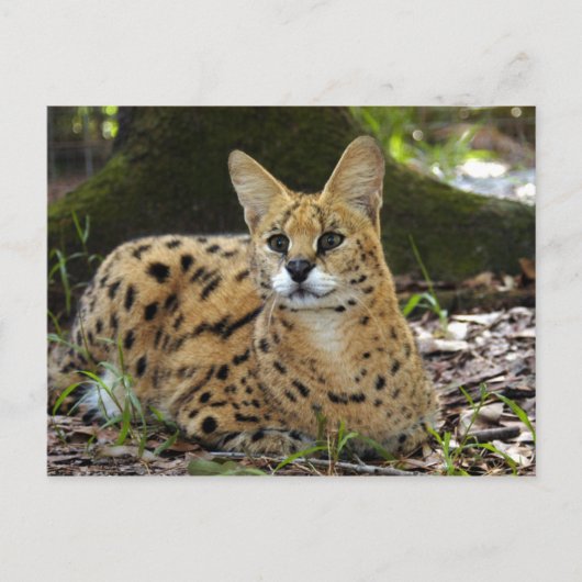 serval 015 postkarte (Vorderseite)