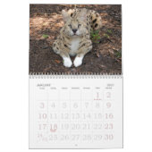 Serval 017, Serval Kalender (Jan 2027)