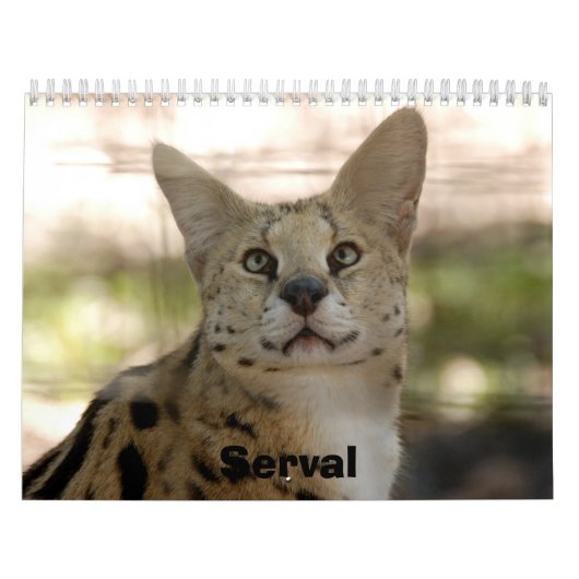 Serval 017, Serval Kalender (Titelbild)