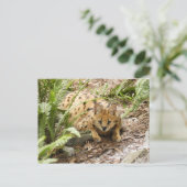 serval 019 postkarte (Stehend Vorderseite)