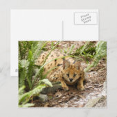 serval 019 postkarte (Vorne/Hinten)