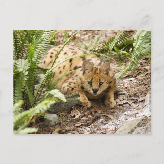serval 019 postkarte (Vorderseite)