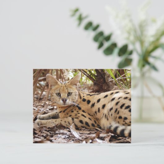 serval 025 postkarte (Stehend Vorderseite)