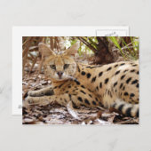 serval 025 postkarte (Vorne/Hinten)