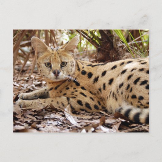 serval 025 postkarte (Vorderseite)