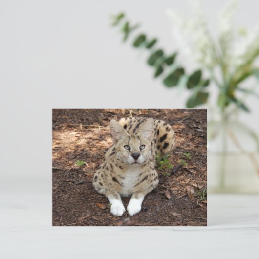 serval 028 postkarte (Stehend Vorderseite)