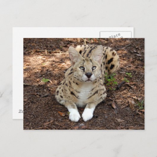 serval 028 postkarte (Vorne/Hinten)