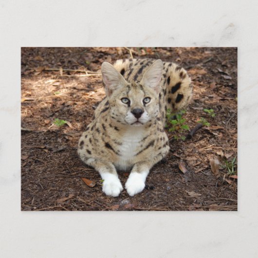 serval 028 postkarte (Vorderseite)