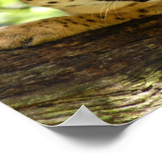 Serval 035 poster (Ecke)