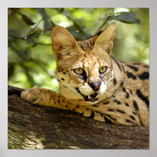 Serval 035 poster