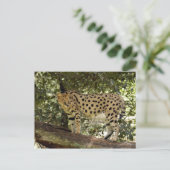 serval 039 postkarte (Stehend Vorderseite)
