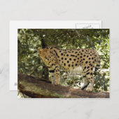 serval 039 postkarte (Vorne/Hinten)