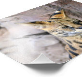Serval Cat Fotodruck (Ecke)