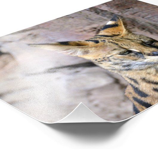 Serval Cat Fotodruck (Ecke)