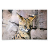 Serval Cat Fotodruck (Vorne)