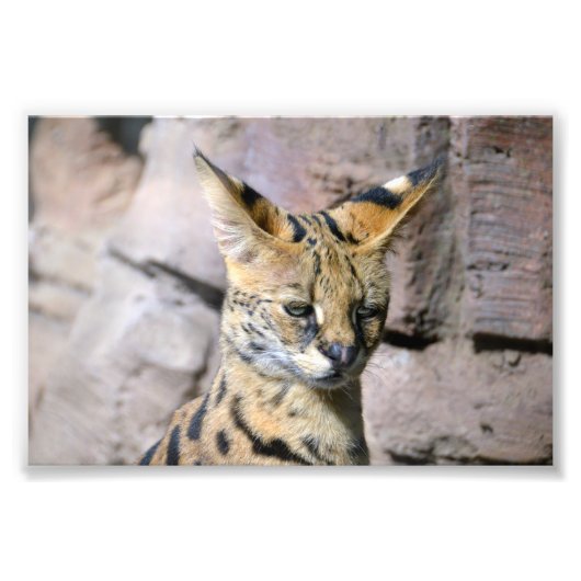 Serval Cat Fotodruck (Vorne)
