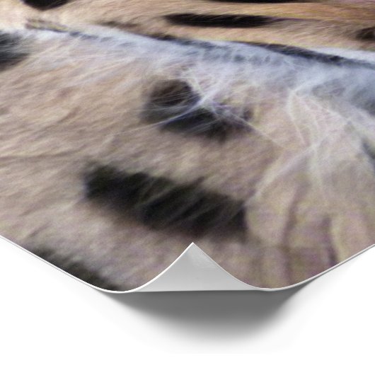 Serval Cat Poster (Ecke)