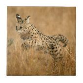 Serval Fliese (Vorderseite)