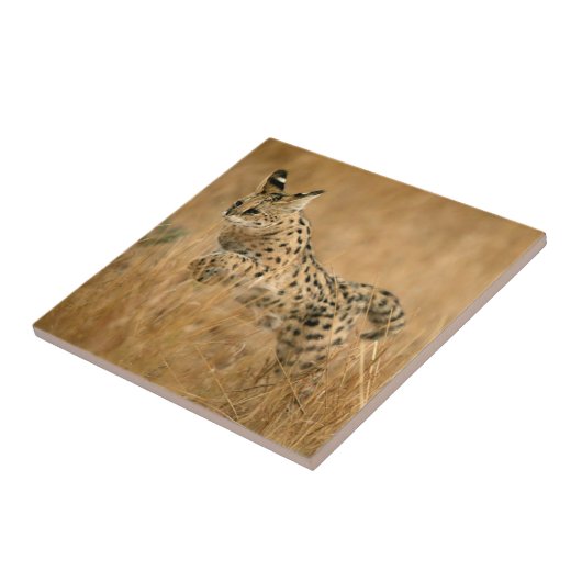 Serval Fliese (Seite)