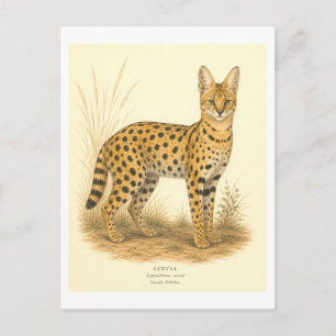Serval-Illustration im Vintage-Stil Postkarte