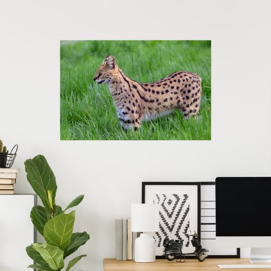 Serval im Gras Poster (Heimbüro)
