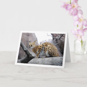 Serval Katze auf Felsen Karte
