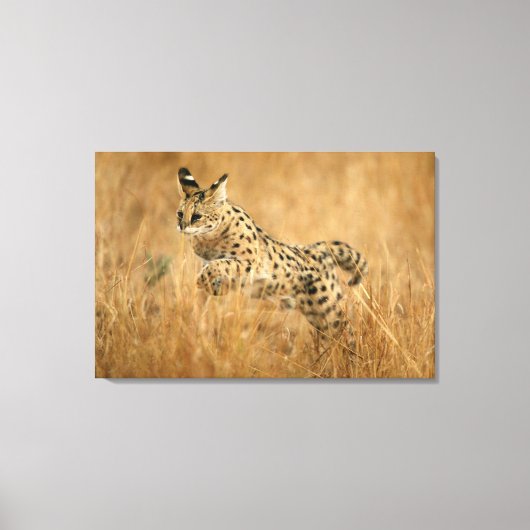 Serval Leinwanddruck (Vorderseite)