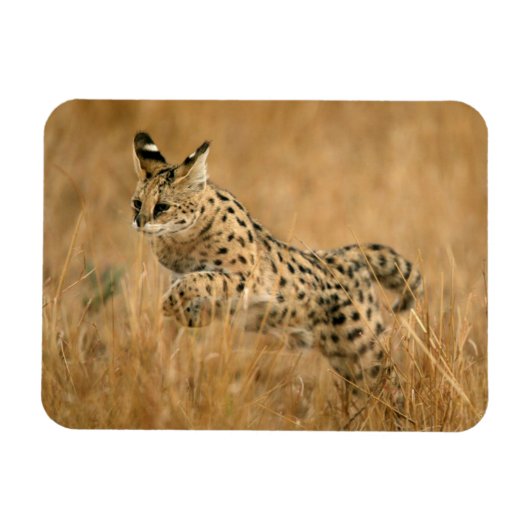 Serval (Leptailurus Serval) beim Springen Magnet (Horizontal)