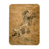 Serval (Leptailurus Serval) beim Springen Magnet (Vertikal)