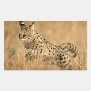 Serval (Leptailurus Serval) springend Rechteckiger Aufkleber