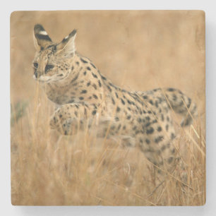 Serval (Leptailurus Serval) springend Steinuntersetzer