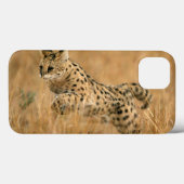 Serval (Leptailurus Serval) springt Case-Mate iPhone Hülle (Rückseite (Horizontal))
