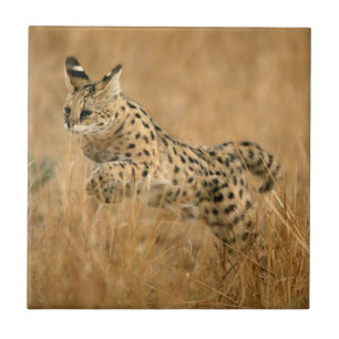 Serval (Leptailurus Serval) springt Fliese