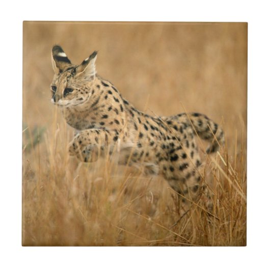 Serval (Leptailurus Serval) springt Fliese (Vorderseite)