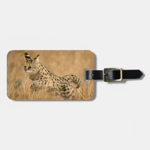 Serval (Leptailurus Serval) springt Gepäckanhänger