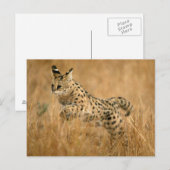 Serval (Leptailurus Serval) springt Postkarte (Vorne/Hinten)