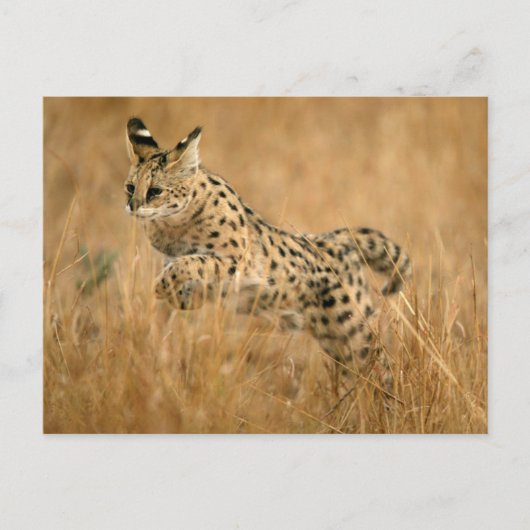 Serval (Leptailurus Serval) springt Postkarte (Vorderseite)