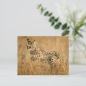 Serval (Leptailurus Serval) springt Postkarte (Stehend Vorderseite)