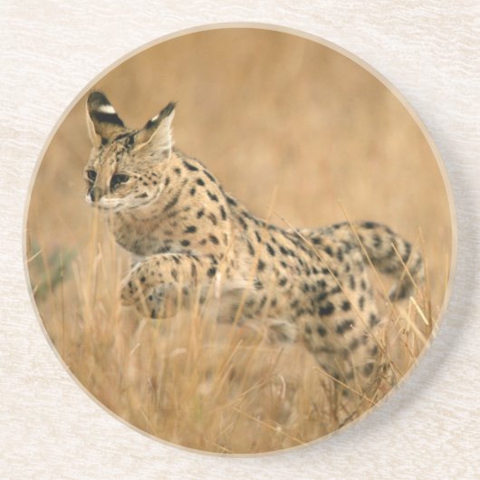 Serval (Leptailurus Serval) springt Untersetzer (Vorne)