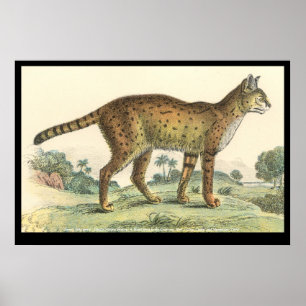 Serval Poster