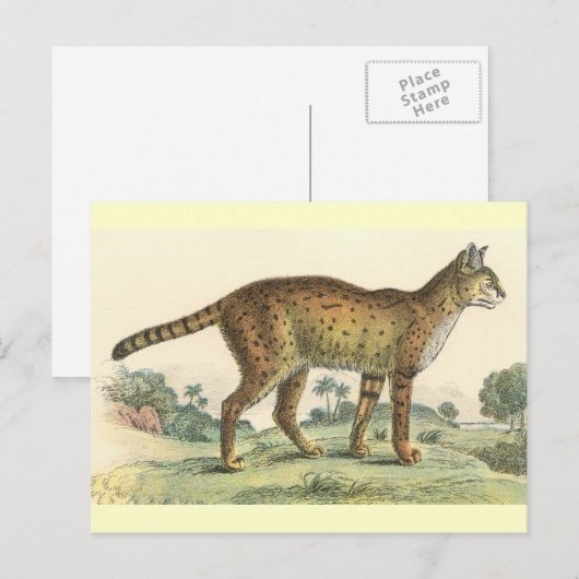 Serval Postkarte (Vorne/Hinten)