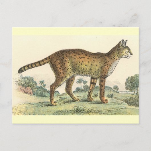 Serval Postkarte (Vorderseite)