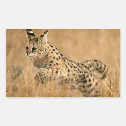 Serval Rechteckiger Aufkleber (Vorderseite)