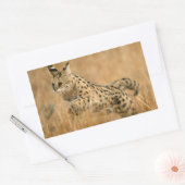 Serval Rechteckiger Aufkleber (Umschlag)