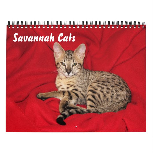 Serval Savannah Cat Calendar Kalender (Titelbild)