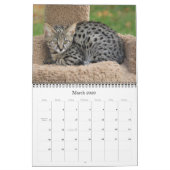 Serval Savannah Cat Calendar Kalender (Mär 2026)